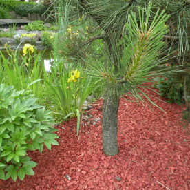 Realizacja w czerwieni